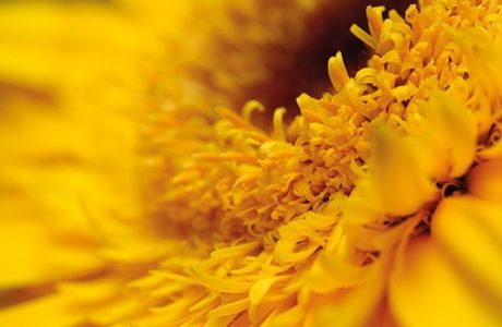 sunflowers-622